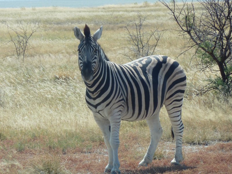 zebre Etosha FP.jpg - Zèbre à Etosha